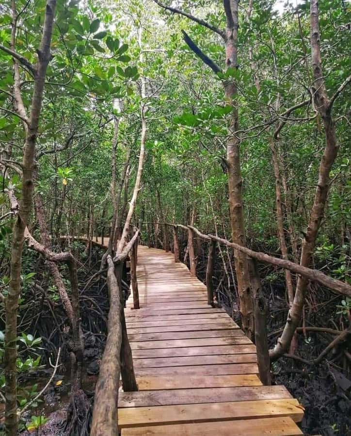 Jozani forest walking tour - Who should book this forest tour?
