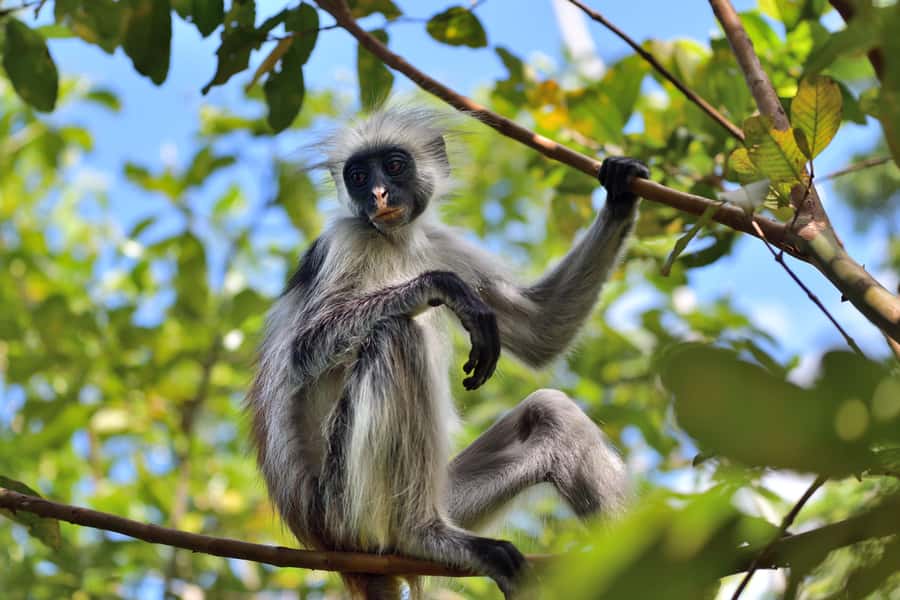 Jozani Monkey Forest & Malum Cave Swimming - Key points at a glance
