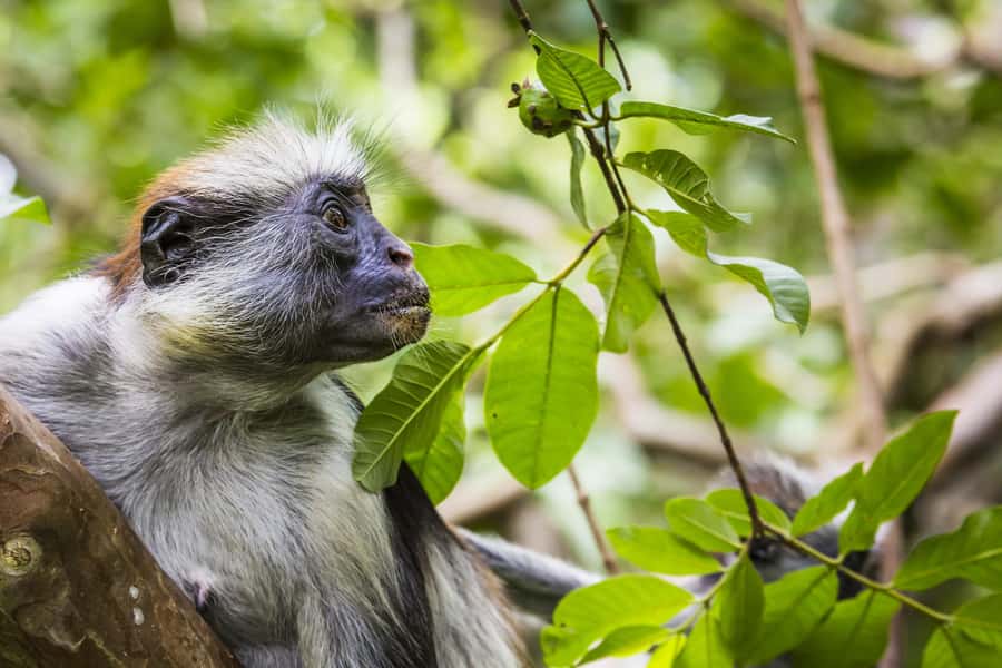 Jozani Monkey Forest & Malum Cave Swimming - Two very different sides of Zanzibar in one morning