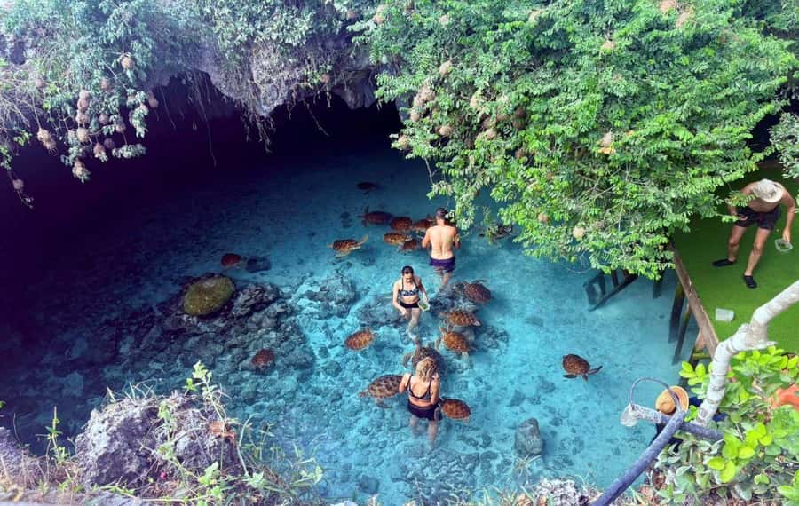 Jozani Monkey Tour, The Rock Restaurant, Mnemba Snorkeling - Starting with private pickup and a long road day