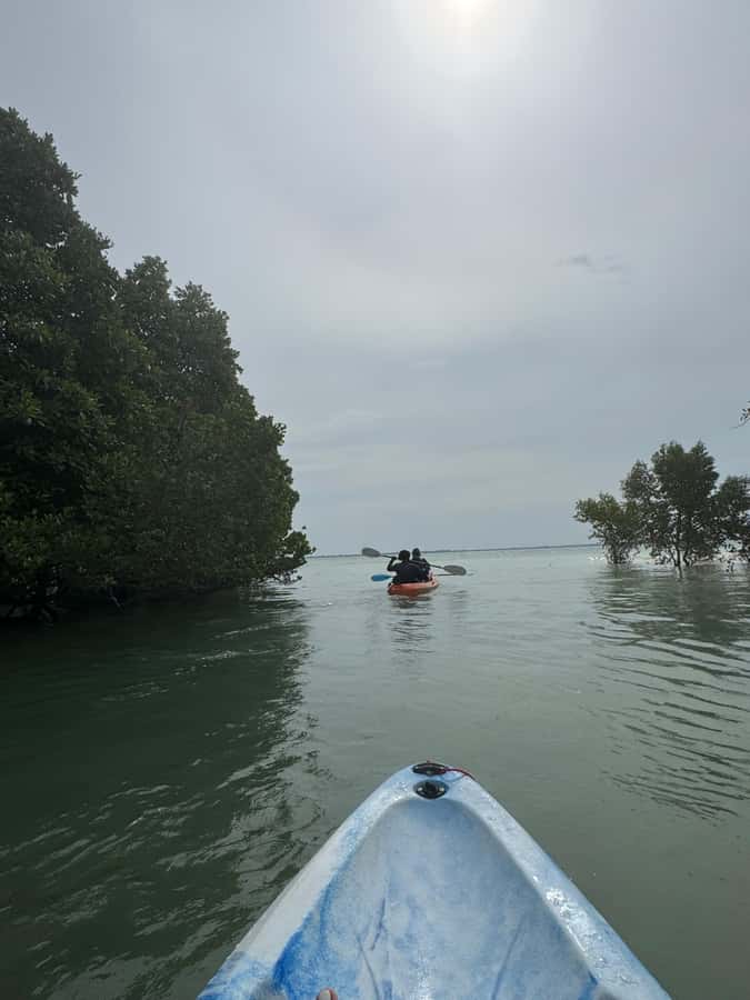 Kayak Mangrove Tour - Key Things to Know Before You Paddle