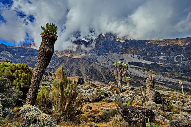 Kilimanjaro climb by Lemosho Route (7-day) - Before the climb: hotel, briefing, and gear checks