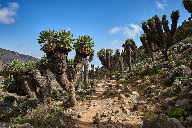 Kilimanjaro climb by Lemosho Route (7-day) - Day 5: Barranco Wall and Karanga Camp