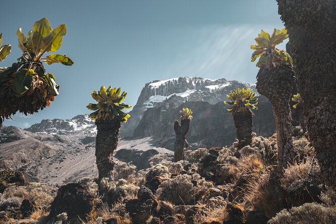 Kilimanjaro climb, Lemosho Route (6-day) - What the eight-day schedule really means