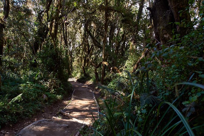 Kilimanjaro climb, Marangu route (6-day) - Day 7: The long walk out to Marangu Gate