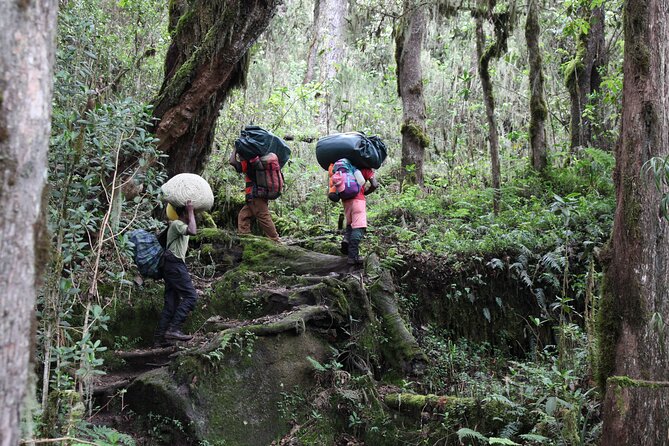 Kilimanjaro Day Hike Marangu Route - Why Marangu makes a good Kilimanjaro day trip