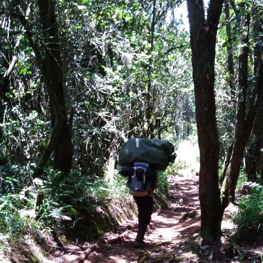 Kilimanjaro: Day trip -hike to Mandara Hut Kilimanjaro 2700m - Who will enjoy this Kilimanjaro day hike?