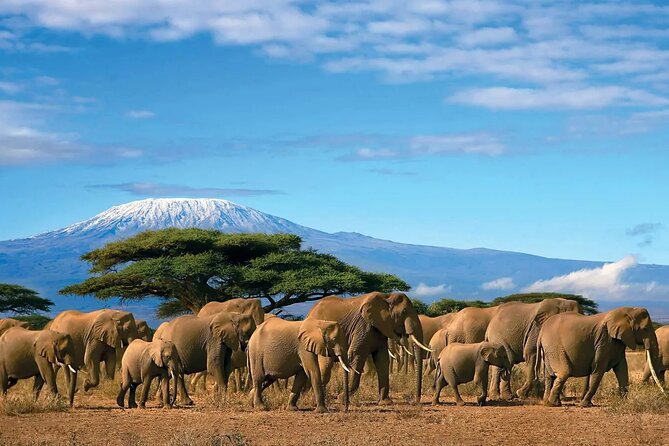 Kilimanjaro day trip starting from Arusha - Maundi Crater and the Kilimanjaro views