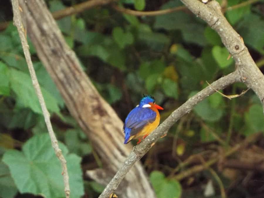 Kilimanjaro: Maasai Village Visit, Waterfalls, & Coffee Tour - A Chagga lunch, banana beer, and handmade coffee