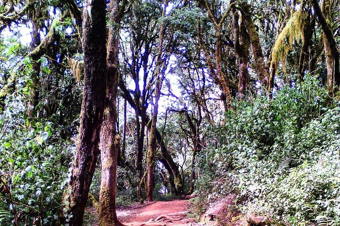 Kilimanjaro Private 2 Days Hiking Tour - Who should book this short Kilimanjaro hike?
