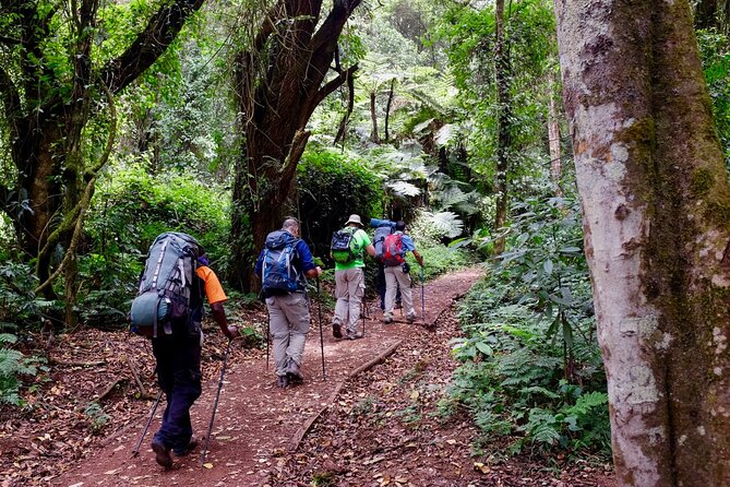 Kilimanjaro Private 2 Days Hiking Tour - The rainforest climb to Mandara Hut