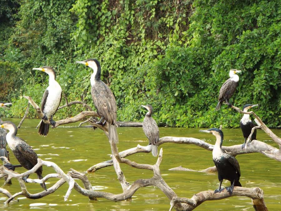 Kilimanjaro: Village Walk, Coffee Tour, Waterfall, and Lunch - How Much Value Do You Get for $87?