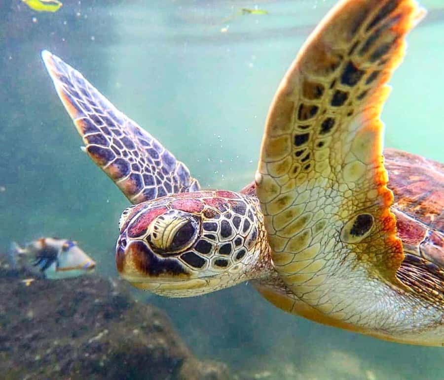 Kuza Cave, Prison Island, Island Pongwe, Turtle, Clear Kayak - Who should book this day