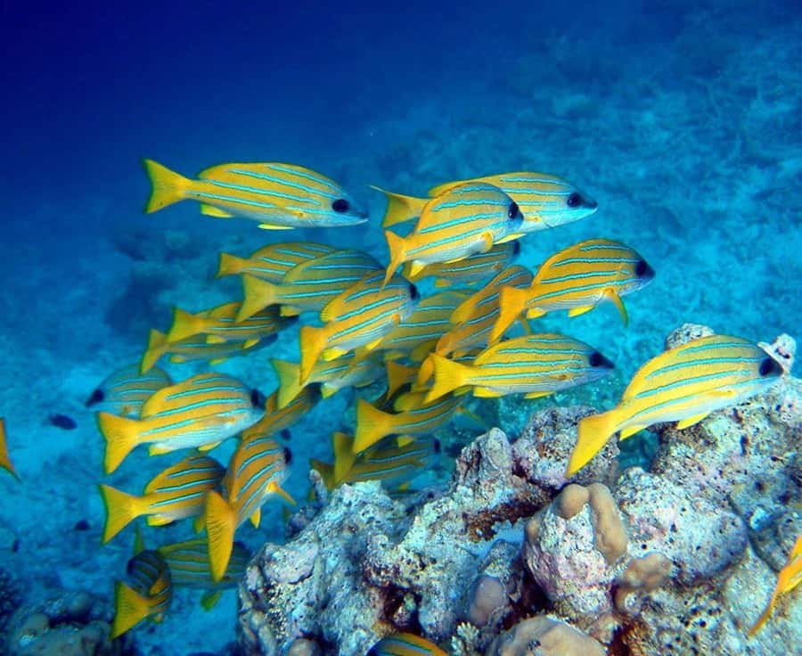 Kuza Cave, Tandem Clear Kayak, Rock Restaurant, Paje Beach - Key points to know before booking
