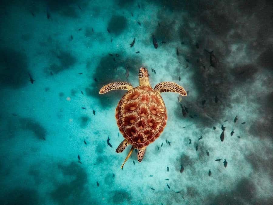 Kuza Cave Tour, The Rock, Tandem Clear Kayak, Paje Beach - Why this Zanzibar day works