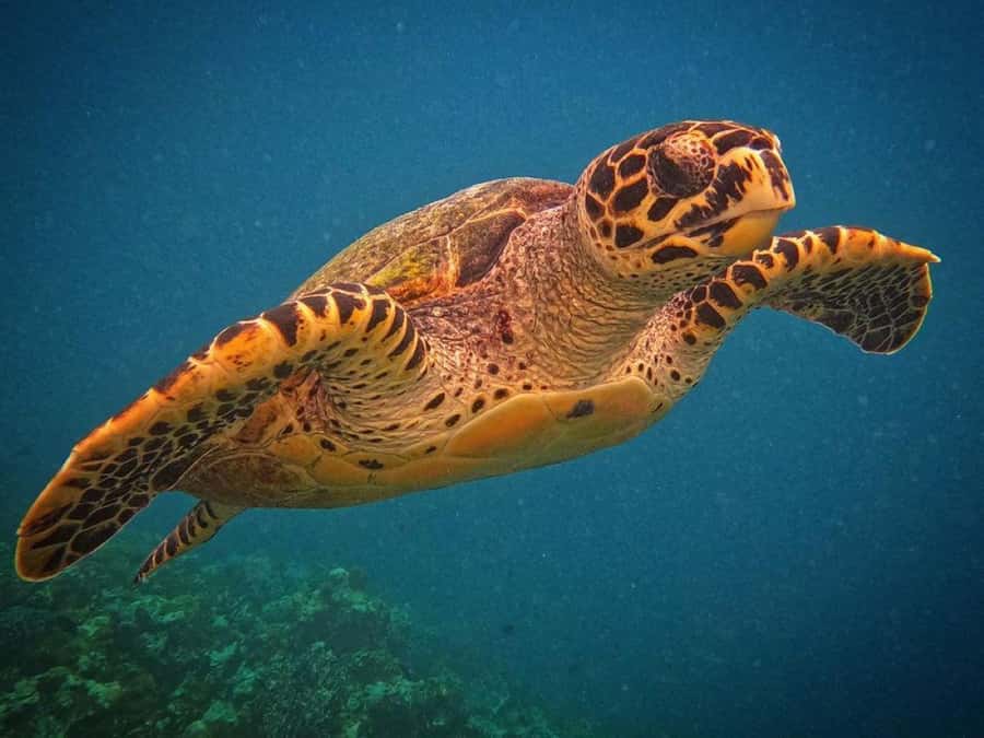 Kuza Cave Tour, The Rock, Tandem Clear Kayak, Paje Beach - Swimming with turtles at Salaam Cave