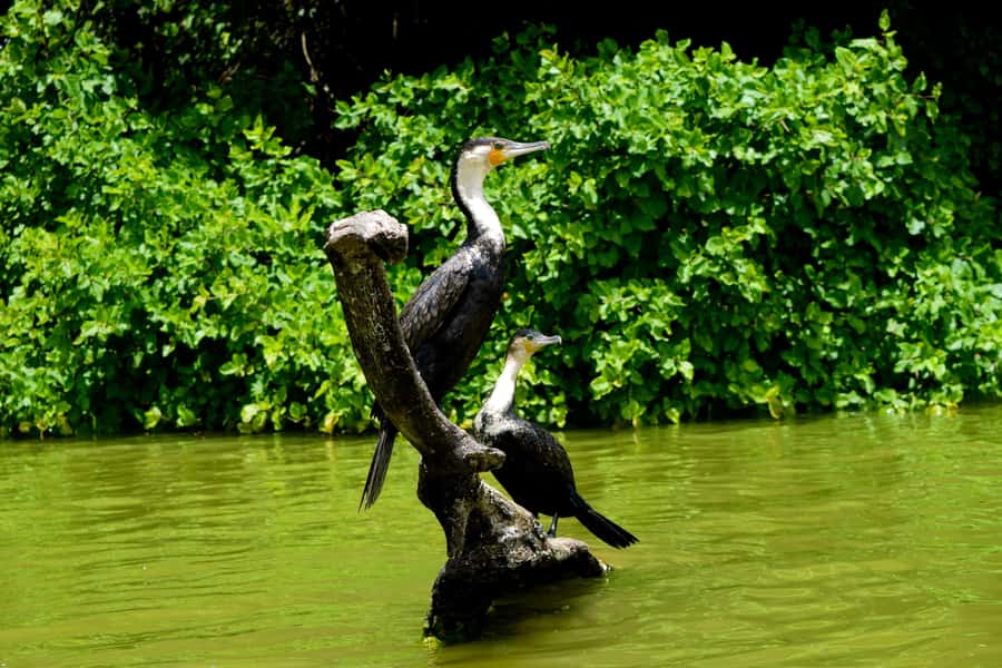 Lake Duluti: Kayaking, Nature Walk, and Add-on Options - Reading the forest around Lake Duluti