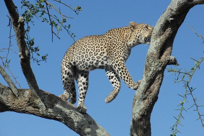 Lake Manyara Guided Day Tour from Arusha - Searching for Lake Manyara’s tree-climbing lions