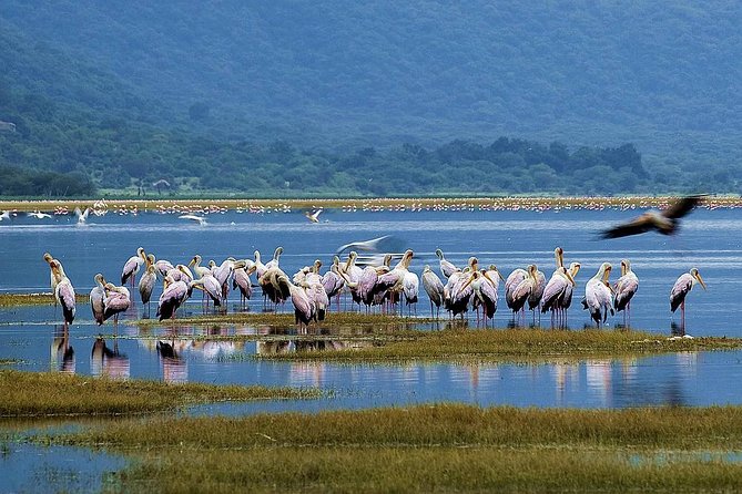 Lake Manyara Guided Day Tour from Arusha - The lake shore and its birdlife