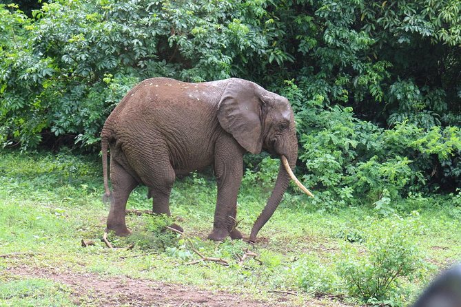 Lake Manyara Guided Day Tour from Arusha - Lunch, park fees, and the real value of $307.70