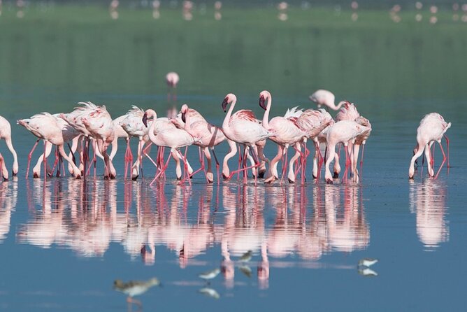 Lake Manyara Guided Day Tour from Arusha - Why the private format matters