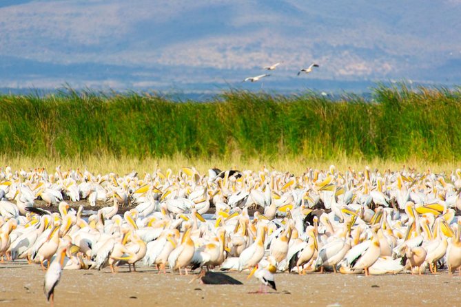 Lake Manyara Guided Day Tour from Arusha - Who will enjoy this day most