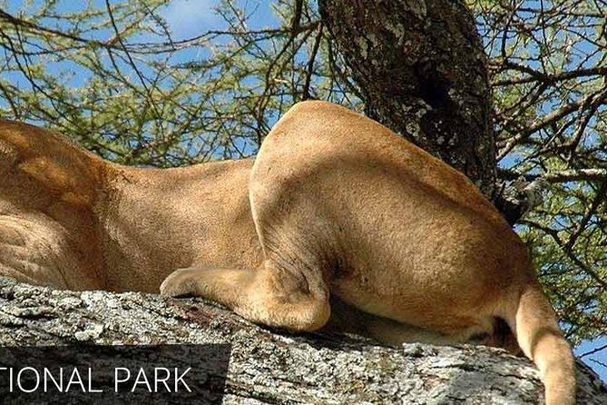 Lake Manyara National Park Full-Day Tour from Arusha - The Lake Manyara game drive