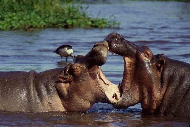Lake Manyara National Park Full-Day Tour from Arusha - Who will enjoy this safari most?