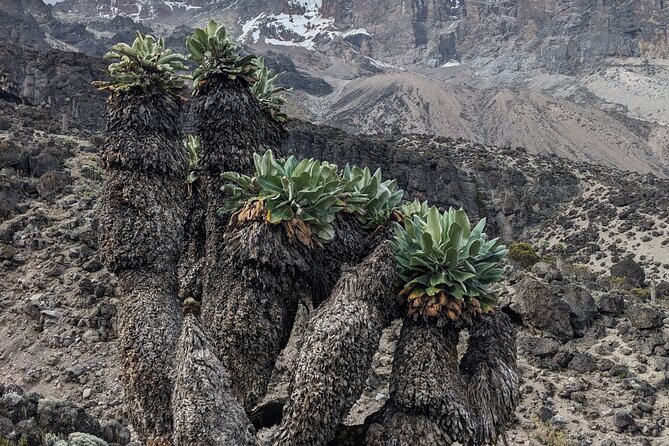 Lemosho Route 7 Days Trekking at Mount Kilimanjaro - Day 3: Lava Tower practice before Barranco