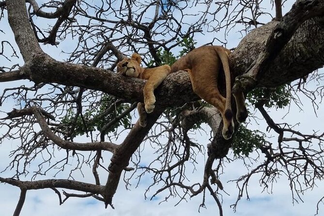 Leopard Luxury Safari in Tanzania - Day 2: elephants, baobabs, and Tarangire’s dry-season gathering