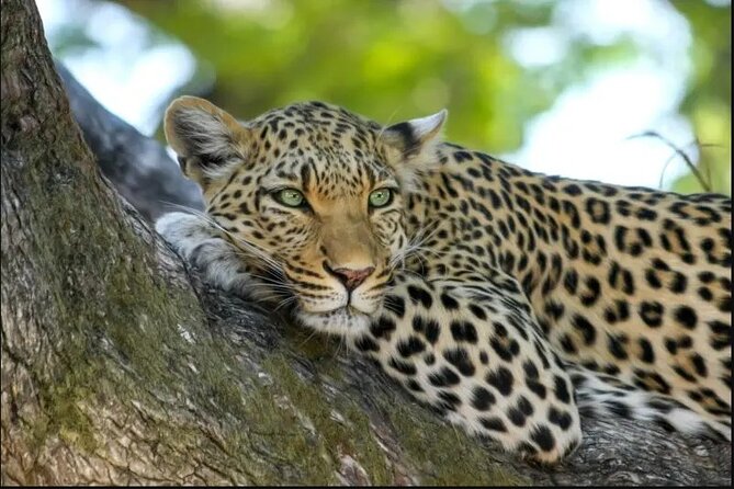 Leopard Luxury Safari in Tanzania - Day 4: the Serengeti gets the time it deserves