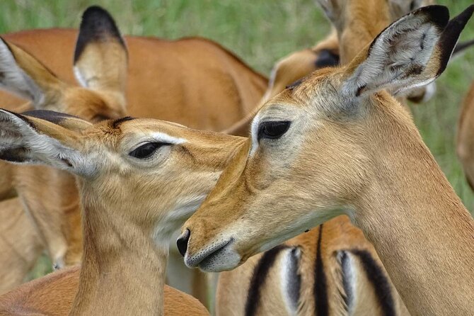 Leopard Luxury Safari in Tanzania - Day 7: a practical departure from Arusha