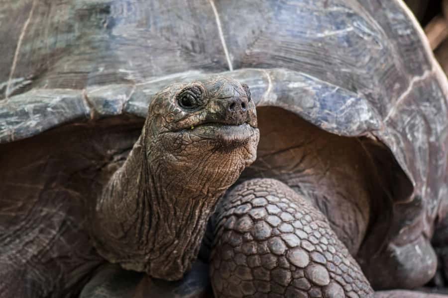Lunch Break, Mnemba Tour, Swim with Turtles, Kendwa Beach - Prison Island and its giant tortoises