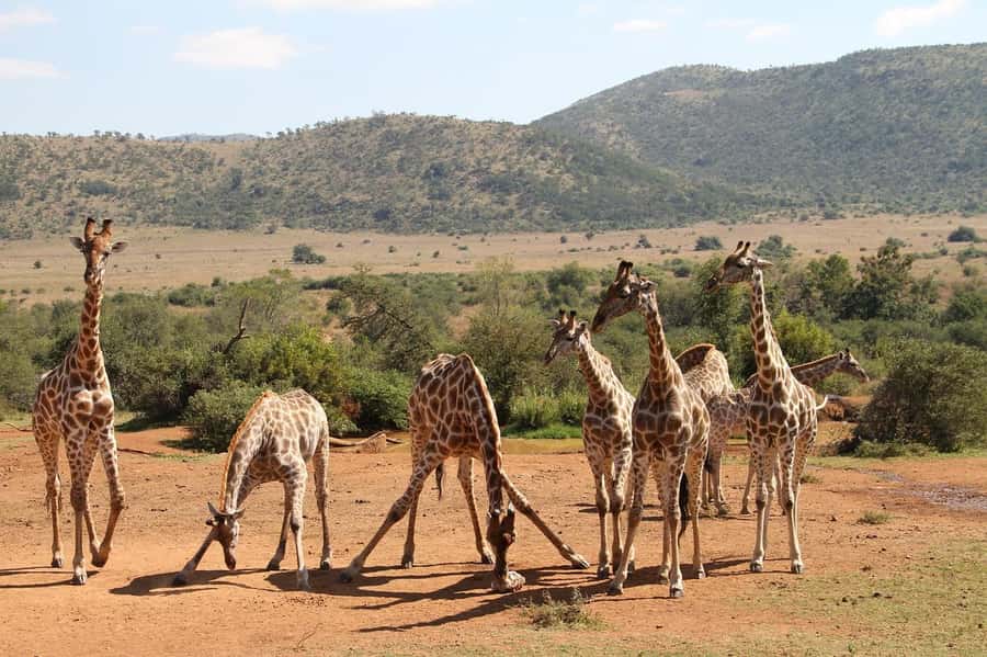 Maasai, Mikumi NP & Chizua Falls 3 Days From Dar es salaam - Key points to know before booking