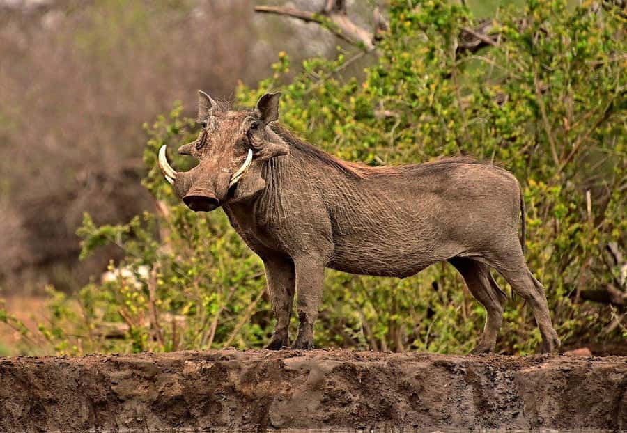 Maasai, Mikumi NP & Chizua Falls 3 Days From Dar es salaam - Why this three-day combination works