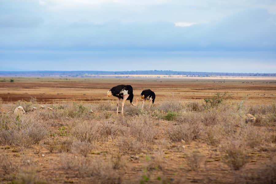 Maasai, Mikumi NP & Chizua Falls 3 Days From Dar es salaam - What the $475 price covers