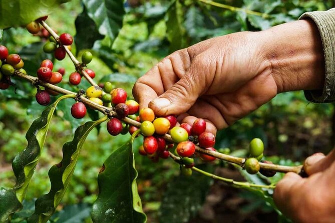 Maasai village visit, Materuni waterfalls & coffee experience - Materuni Waterfalls and the mountain view