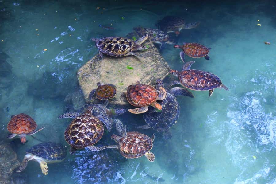 Massai village & Baraka turtules aquarium - Meeting the Massai in Kidoti