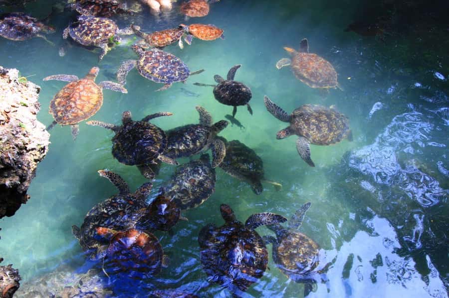 Massai village & Baraka turtules aquarium - The value of a guided cultural stop