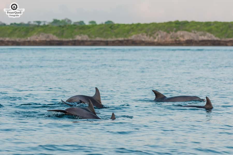 Matemwe: Mnemba Island Dolphin & Snorkeling Boat Trip - Key points to know before you book