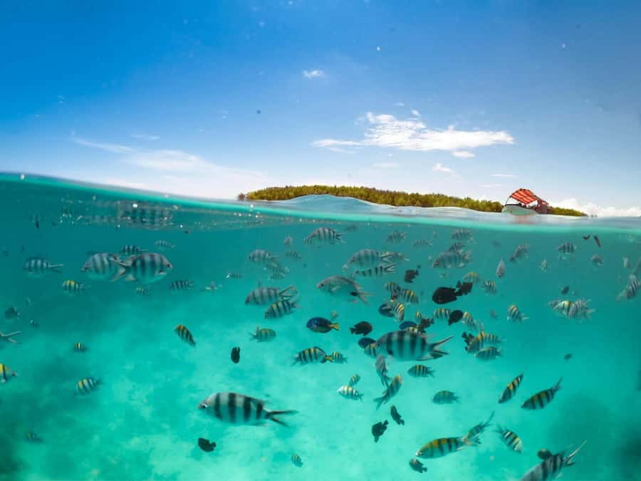 Matemwe: Mnemba Island Dolphin & Snorkeling Boat Trip - My verdict: a strong-value morning on Zanzibar’s water