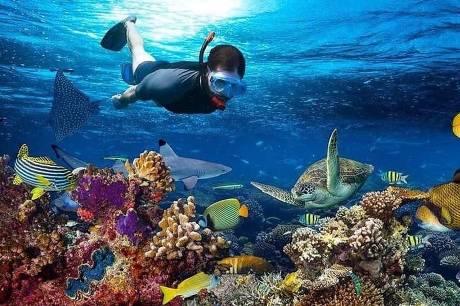 Matemwe village: Half day Snorkeling trip at Mnemba Island - Why Mnemba works well for a half-day outing