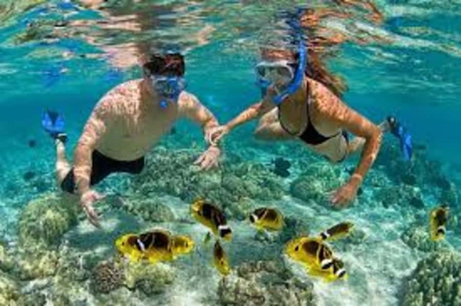 Matemwe village: Half day Snorkeling trip at Mnemba Island - What the $100 price really covers