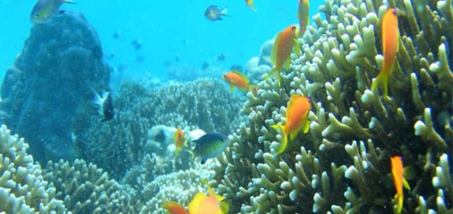 Matemwe village: Half day Snorkeling trip at Mnemba Island - Practical strengths and small limitations