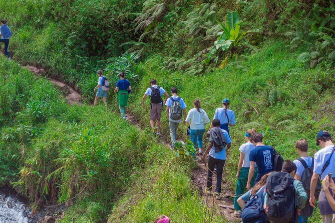 Materuni Waterfall and Kikuletwa Hot Spring Tour - Coffee, Chagga culture, and a local lunch