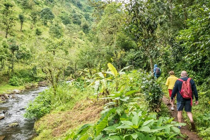 Materuni Waterfall Hike & Coffee Tour - Walking through the forest to Materuni Falls