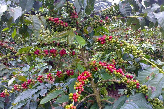 Materuni Waterfall Hike & Coffee Tour - Who will enjoy this Materuni day most