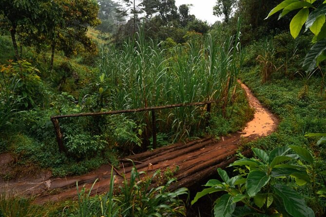 Materuni Waterfall Hike & Coffee Tour - The waterfall is the day’s visual payoff