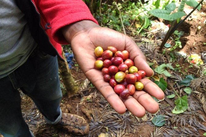 Materuni Waterfalls and Coffee Tour - Key points at a glance