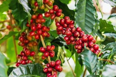 Materuni Waterfalls & Coffee Tour from Moshi